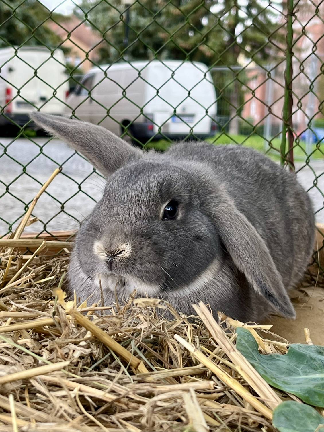 Das Foto zeigt ein Kaninchen in einem Käfig sitzend.